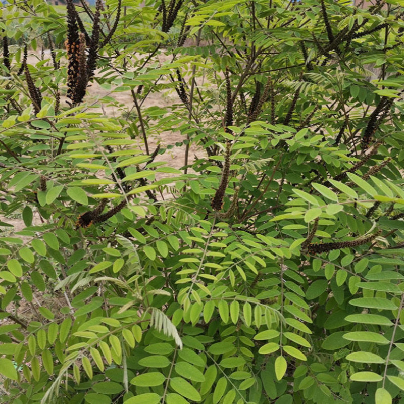 紫穗槐种子棉刺槐树绿化斜山边坡高速公路护坡固土植物杂灌木