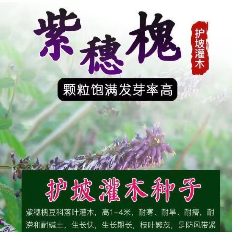 紫穗槐种子棉刺槐树绿化斜山边坡高速公路护坡固土植物杂灌木