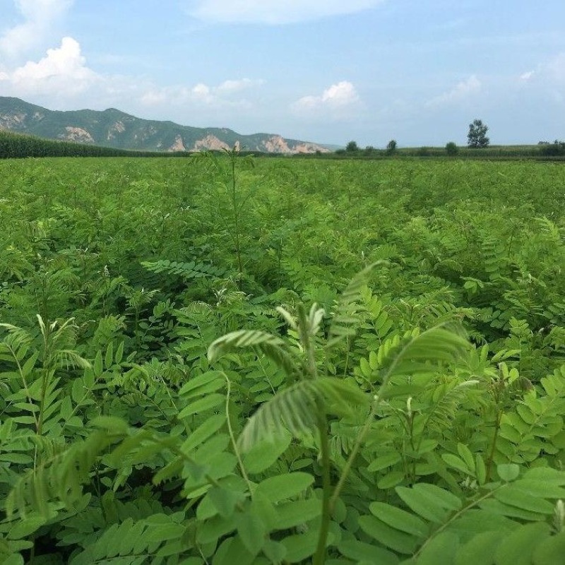 紫穗槐种子棉刺槐树绿化斜山边坡高速公路护坡固土植物杂灌木