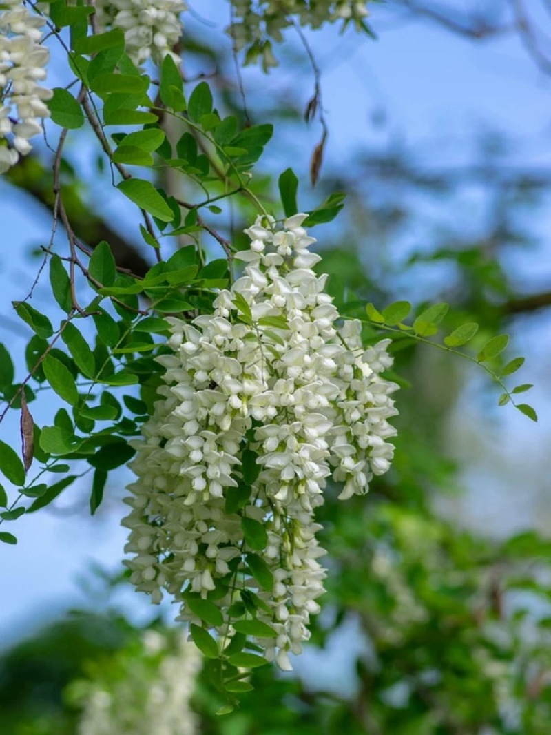 刺槐种子护坡灌木紫穗槐多花木兰胡枝子葛藤荒山复绿护坡固土