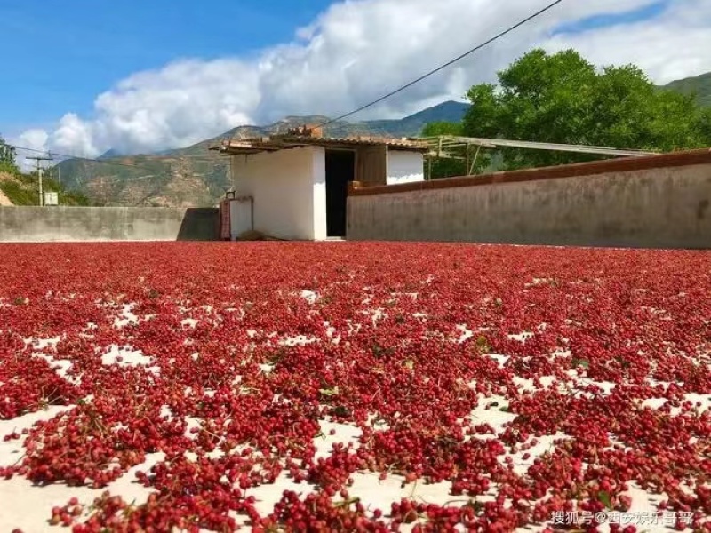 武都花椒干货大量供应