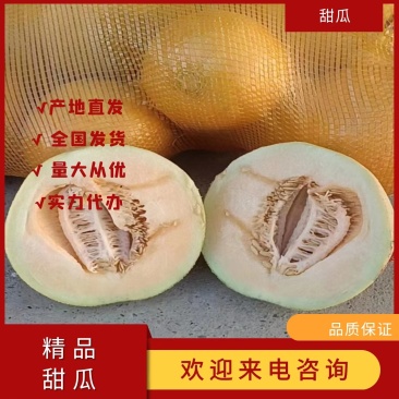 精品甜瓜大量上市货源充足量大从优欢迎咨询
