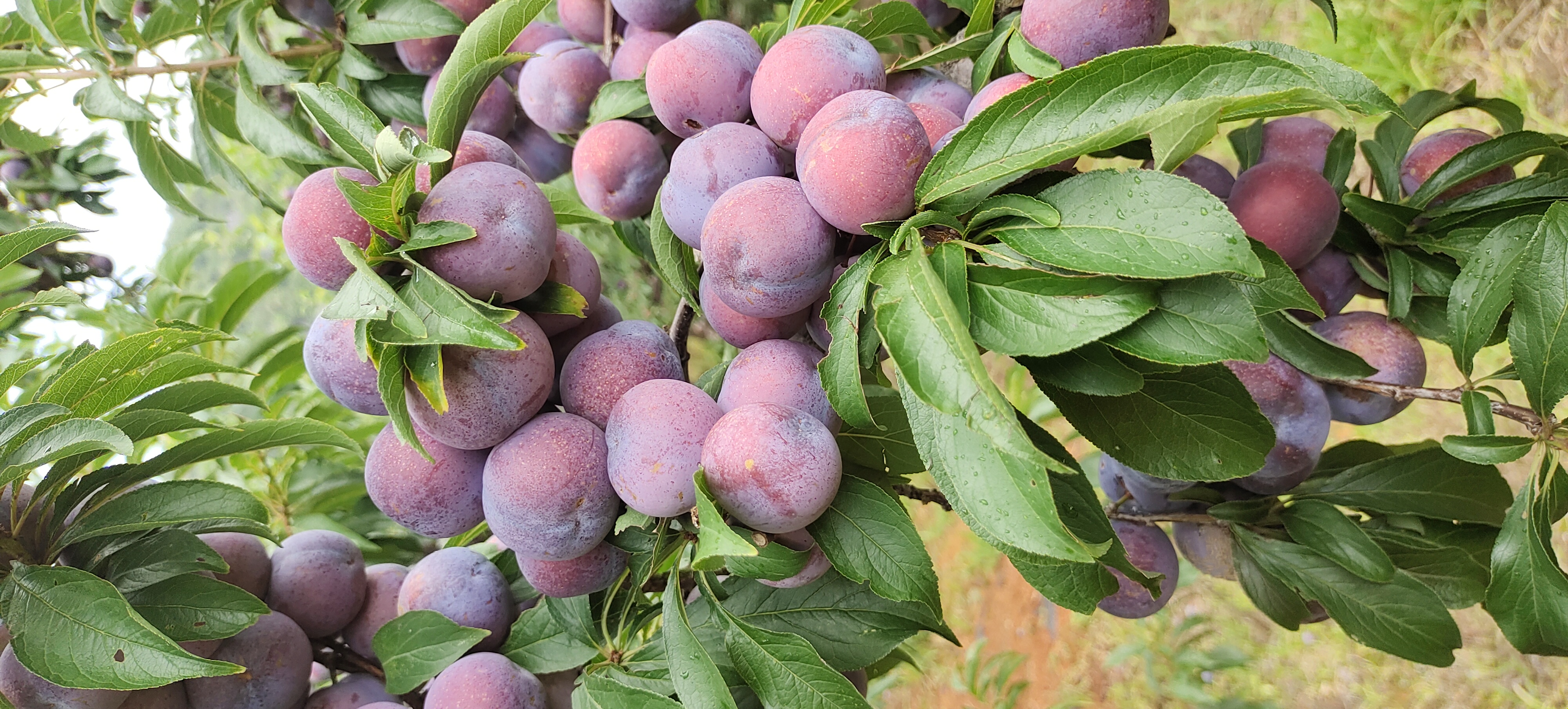 四川山区的果园中,一排排整齐的脆李子树挂满果实,绿叶掩映下透露出成熟的金黄与紫红 四川果园中的脆李子树