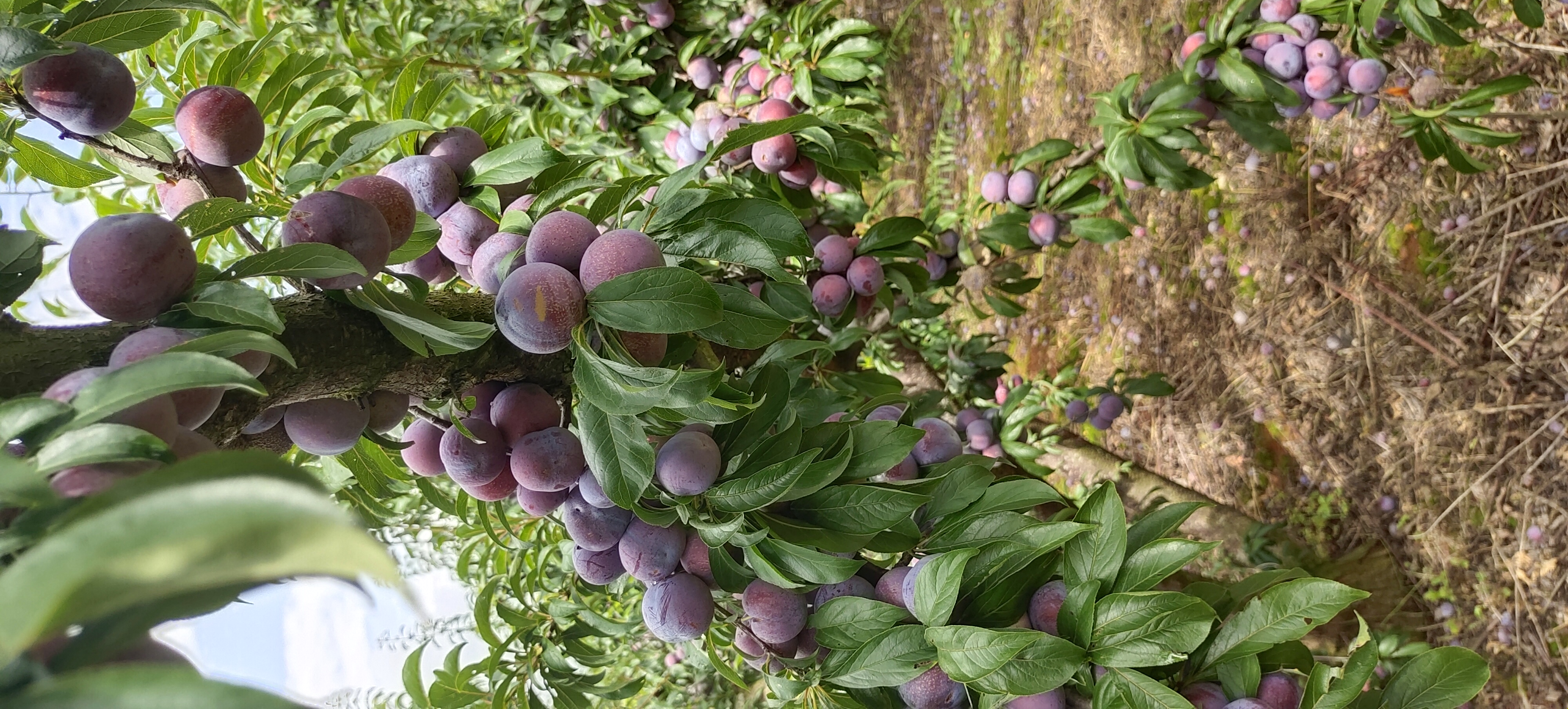 攀枝花高原果园中的脆红李树挂满果实,阳光充足,生态环境优越 攀枝花脆红李果园