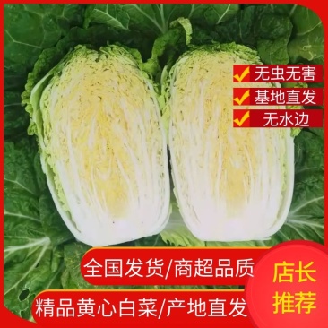 【量大优惠】黄心白菜产地直发，货量充足，多年老店欢迎来电选购