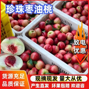 【陕西珍珠枣油桃】大量供应品质保证可视频看货欢迎咨询
