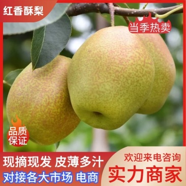 【陕西红香酥梨】脆甜多汁现摘现发品质保证对接全国