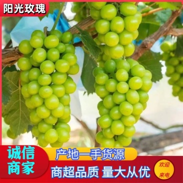 阳光玫瑰夏黑沪太陕西葡萄产地直发皮薄多汁