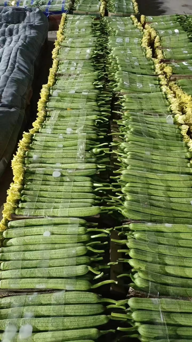 【推荐】连云港丝瓜鲜花丝瓜大量现货供应，瓜条直！可发电商