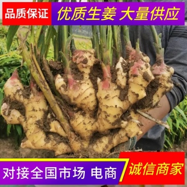 山东大黄姜代收代存产地直发规格齐全保证品质欢迎咨