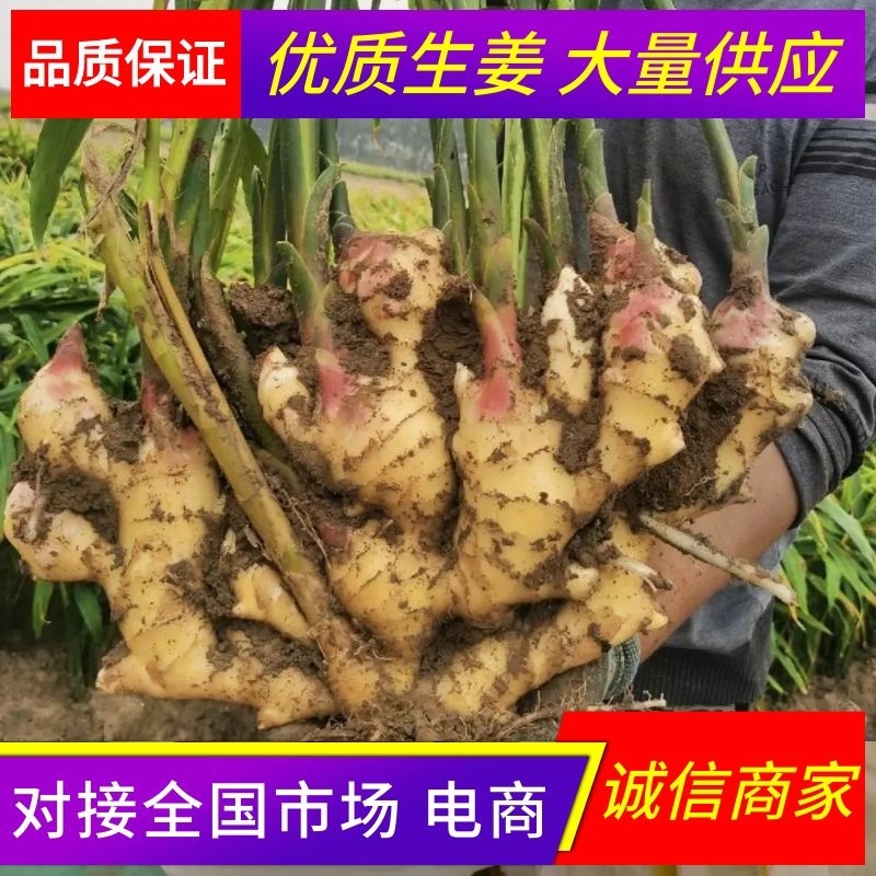 山东大黄姜代收代存产地直发规格齐全保证品质欢迎咨