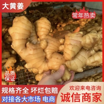 正宗生姜代收代存大黄姜产地批发坏烂包赔量大从优