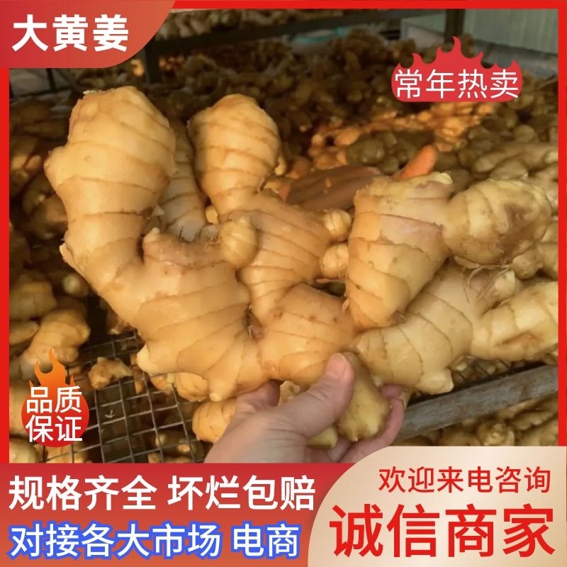 正宗生姜代收代存大黄姜产地批发坏烂包赔量大从优