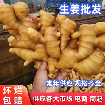 【山东小黄姜代】山东生姜产地直发可视频看货品质保证