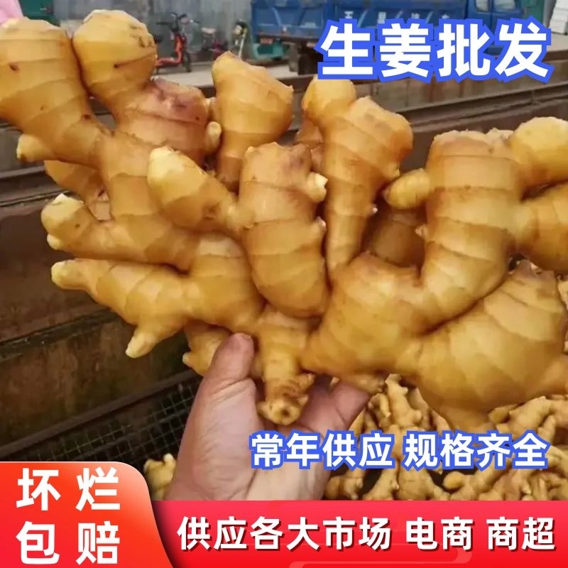 【山东小黄姜代】山东生姜产地直发可视频看货品质保证
