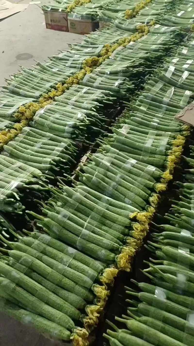 鲜花丝瓜，精品鲜花丝瓜保质保量供应超市市场批发等