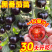 黑色小番茄苗甜度高好吃产量高