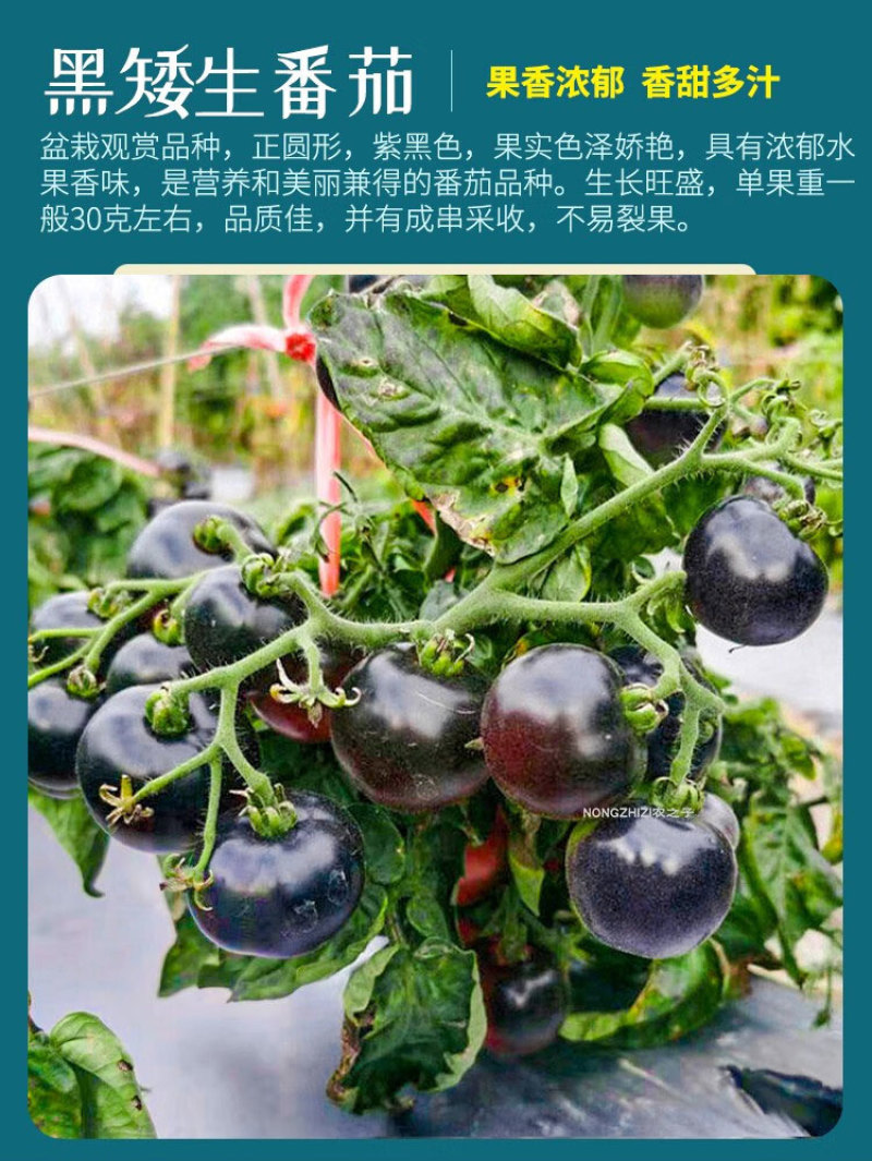 黑色小番茄苗甜度高好吃产量高