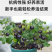 黑色小番茄苗甜度高好吃产量高