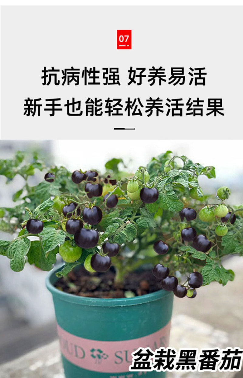 黑色小番茄苗甜度高好吃产量高
