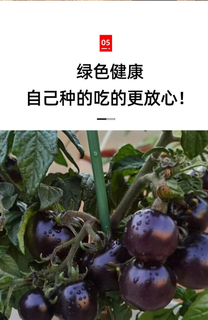 黑色小番茄苗甜度高好吃产量高