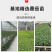 黑色小番茄苗甜度高好吃产量高