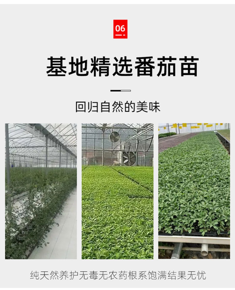 黑色小番茄苗甜度高好吃产量高