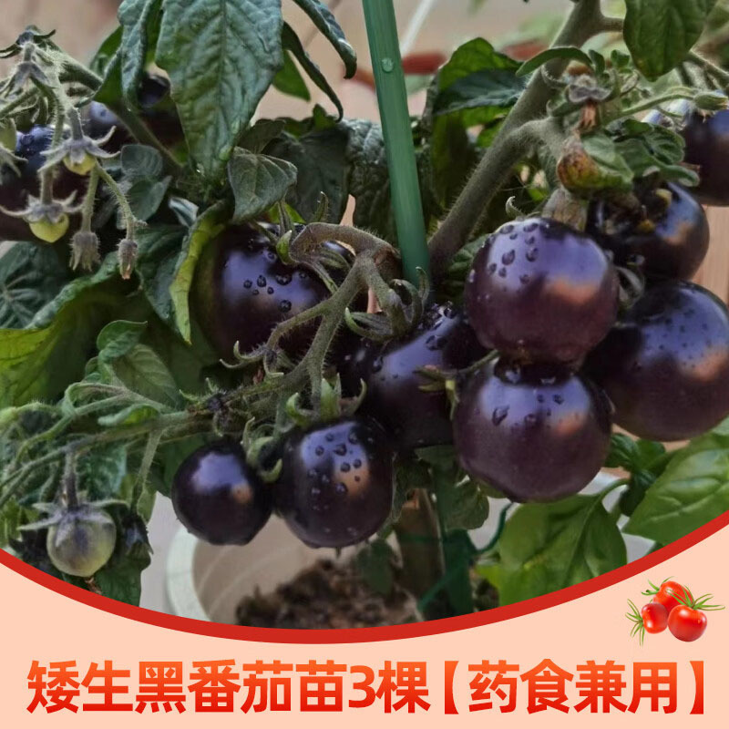 黑色小番茄苗甜度高好吃产量高