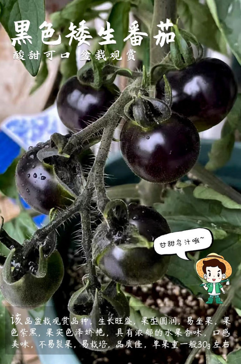 黑色小番茄苗甜度高好吃产量高
