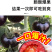 黑色小番茄苗甜度高好吃产量高