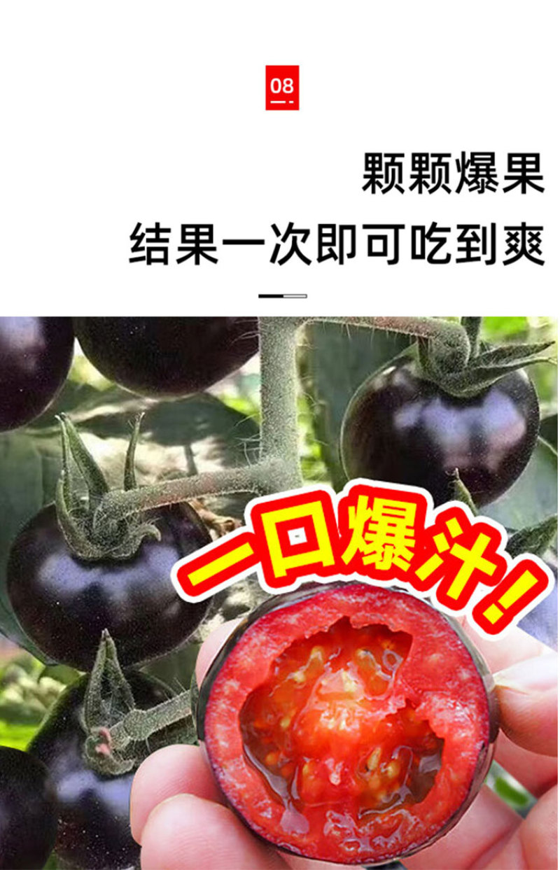 黑色小番茄苗甜度高好吃产量高