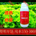 奥丰靓果安防柑橘溃疡病桃树穿孔病炭疽病角斑病螯合中草药