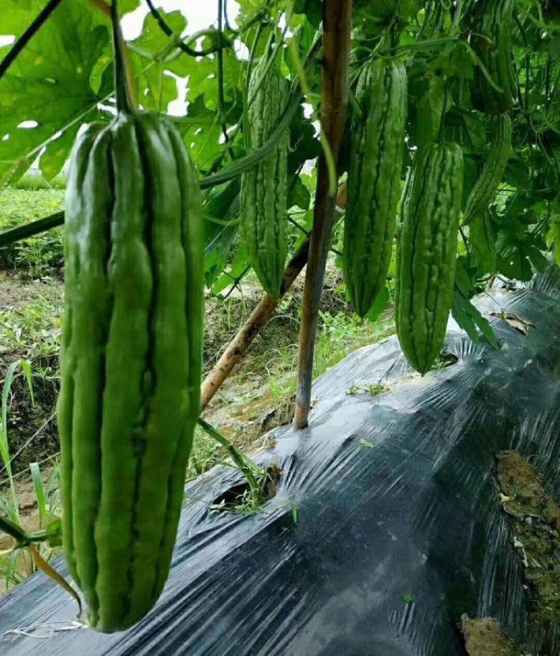 油绿苦瓜苗，高产嫁接苦瓜苗，基地直发