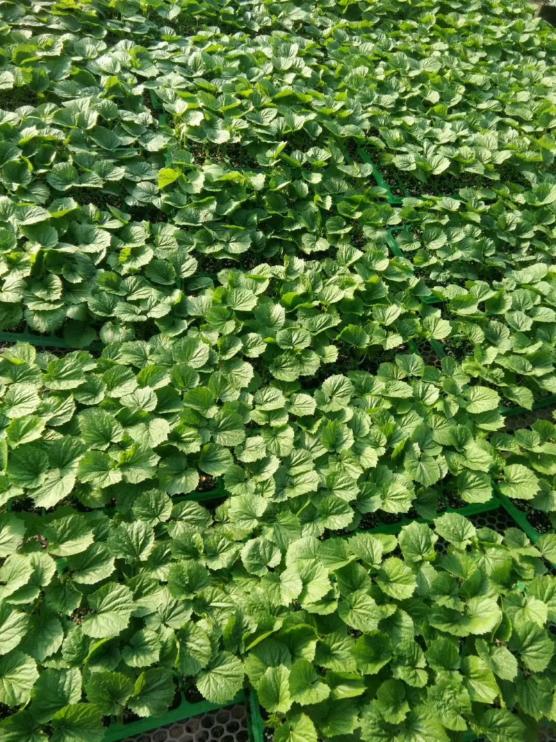 油绿苦瓜苗，高产嫁接苦瓜苗，基地直发