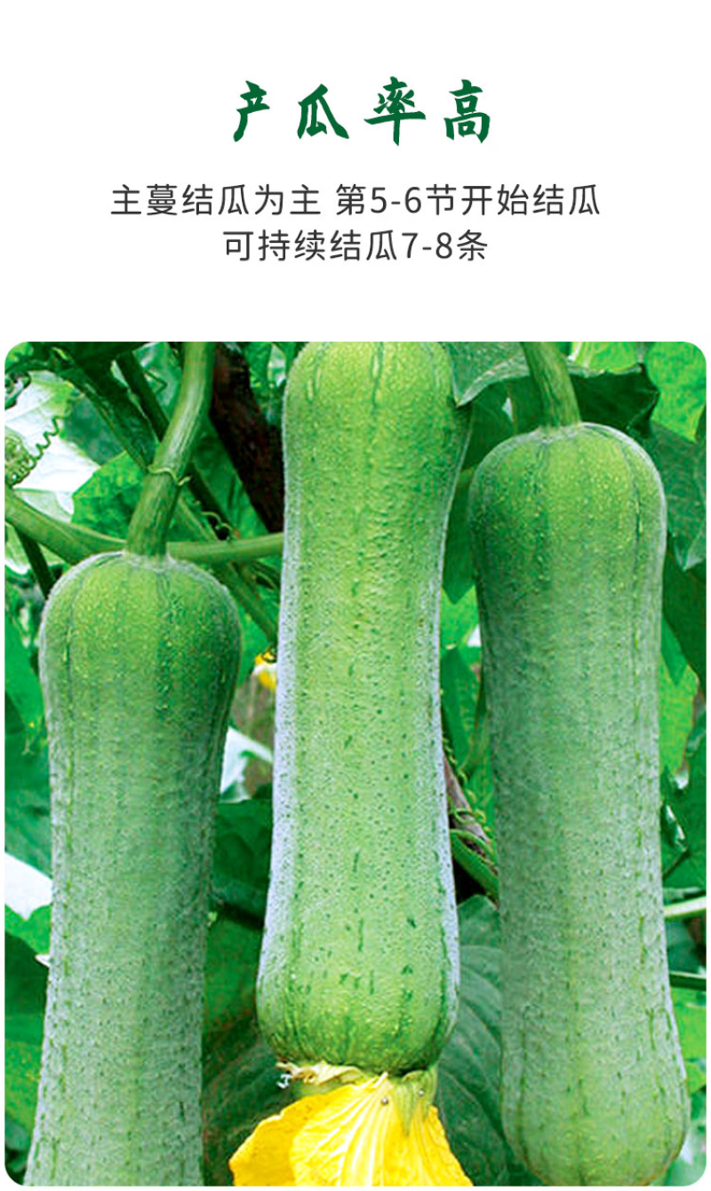 精品肉丝瓜苗高产品种苗场基地直供穴盘苗