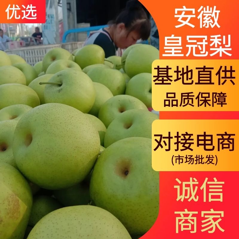 安徽皇冠梨青皇冠口感脆甜现摘现发对接电商超市市场