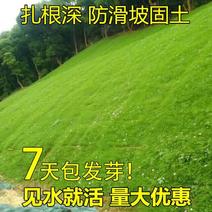 护坡王高羊茅草籽荒山复绿工程绿化混播