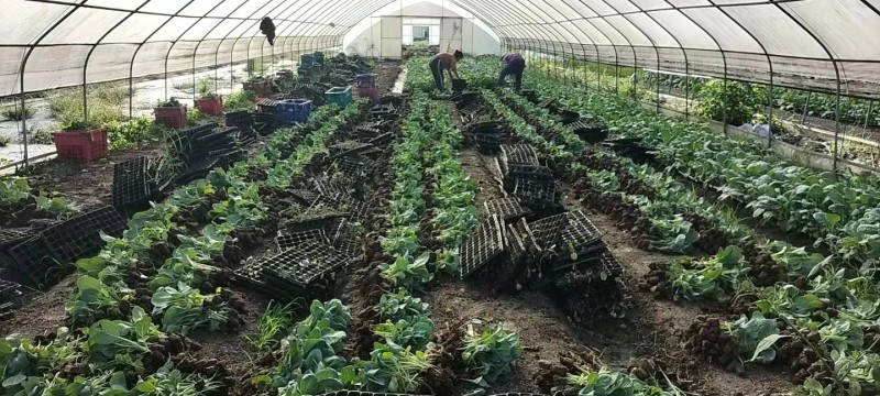 莲花白苗大量出货，保质保量成活率高基地直供