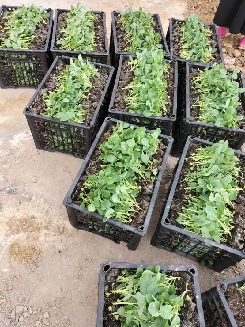 莲花白苗大量出货，保质保量成活率高基地直供