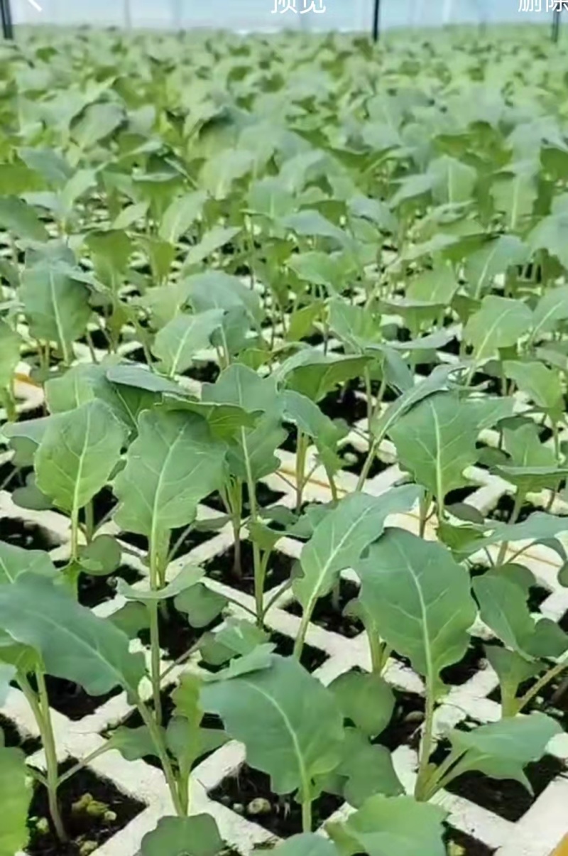 莲花白苗大量出货，保质保量成活率高基地直供