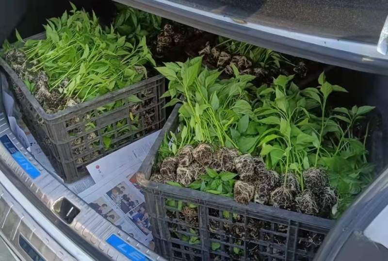 辣椒苗，二荆条辣椒苗大量供应成活率高保质保量欢迎电联