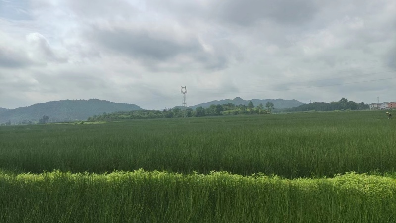 【电话议价】临川灯芯草产地直发全国市场规格齐全欢迎来电订购