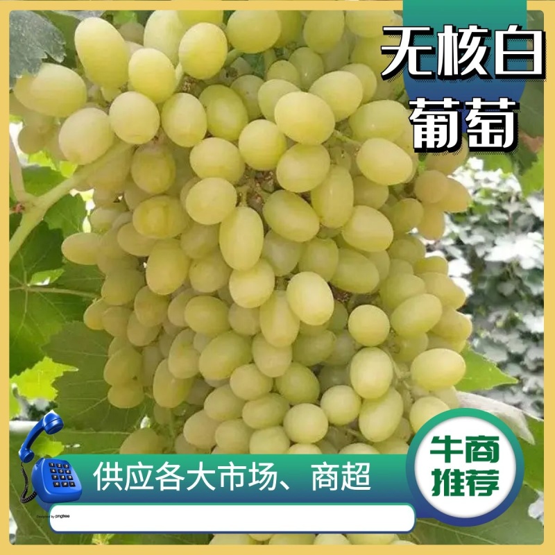 吐鲁番无核白葡萄产地直供按需做货对接商超，社区团购，电商平台