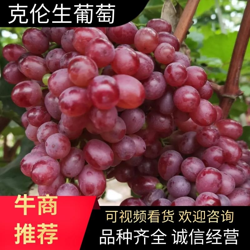山西克伦生葡萄产地直发按需分拣，代发全国可对接社区团购，