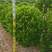 大叶黄杨树1米冠幅高1.2米
