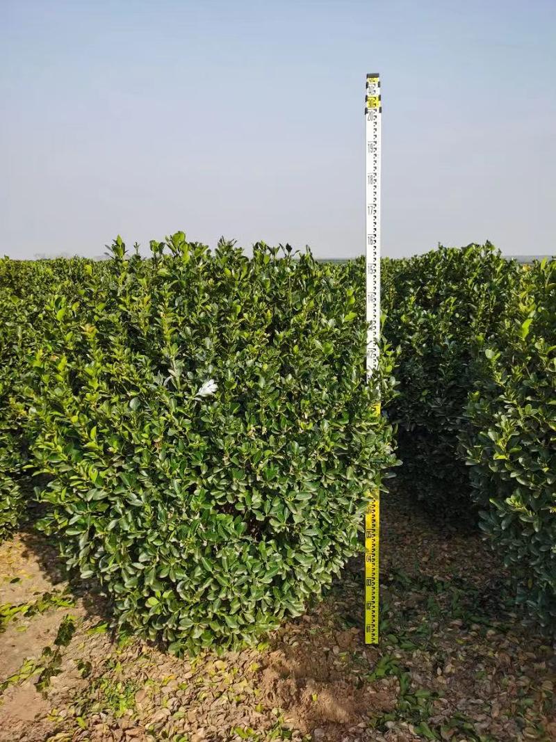 大叶黄杨树冠幅1.5米高1.6米