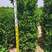 大叶黄杨柱高1.5---2.5米冠30-----100c
