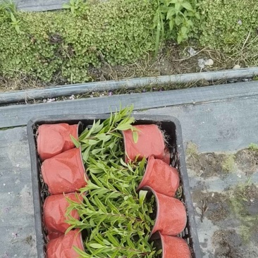 四川钓钟柳杯苗多年生常绿花卉量大优惠花境花坛布景