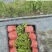 四川钓钟柳杯苗多年生常绿花卉量大优惠花境花坛布景