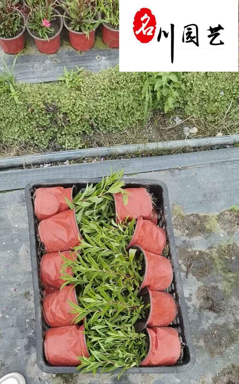 四川钓钟柳杯苗多年生常绿花卉量大优惠花境花坛布景